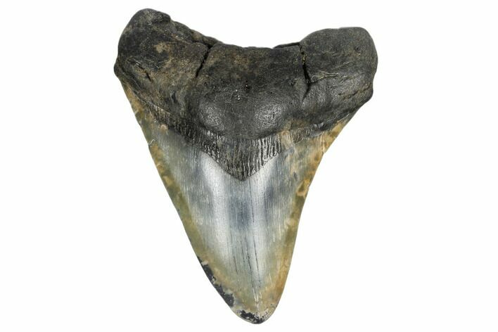Fossil Megalodon Tooth - South Carolina #164996